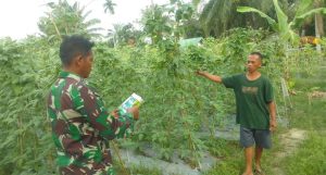 Babinsa Koramil 11/BRB Dampingi Petani Rawat Tanaman Kacang Panjang di Jambo Labu